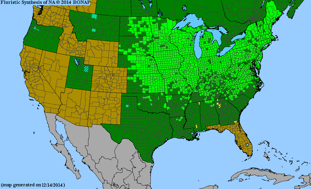 County distribution map of Asclepias syriaca - Common Milkweed